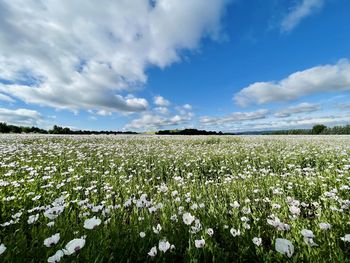 Scenic view of flowering plants on field against sky