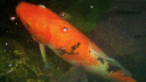 Close-up of fish in water
