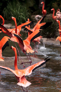 Flamingos taking off from lake