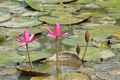 Close-up of pink lotus water lily in pond