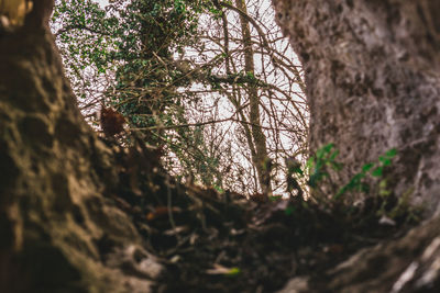 Low angle view of tree trunk in forest