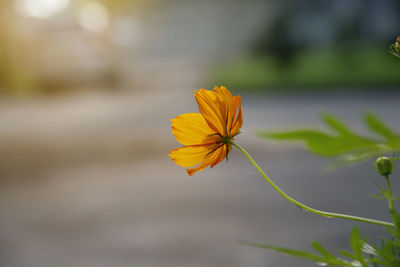 Close-up of yellow flowering plant