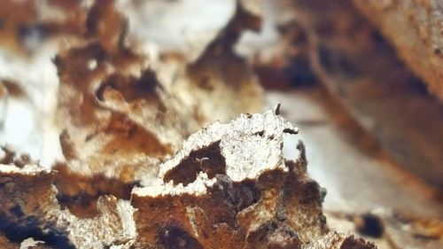 Close-up of frozen leaf on land