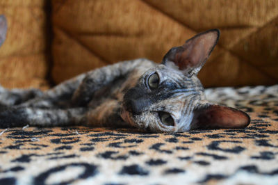 Close-up of sphynx kitten laying on sofa