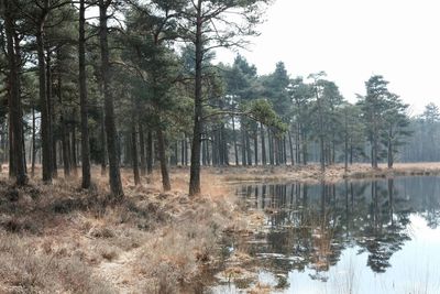 Trees by lake in forest against sky