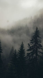 Pine trees in forest during foggy weather