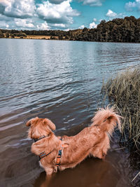 High angle view of golden retriever at beach