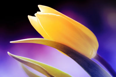 Close-up of yellow flower