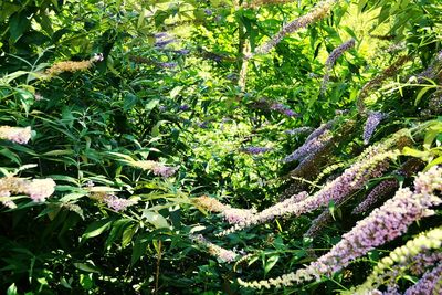 Plants growing outdoors