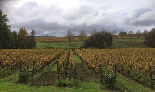 Scenic view of agricultural field against cloudy sky