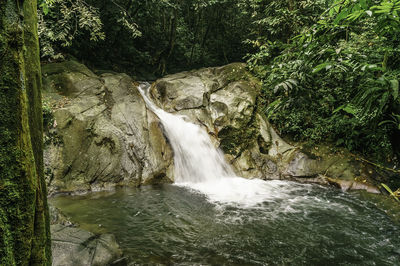 Scenic view of waterfall in forest