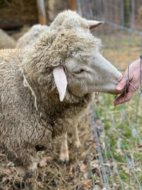 Close-up of hand feeding on field