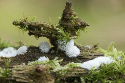 Close-up of moss on rock