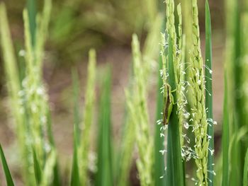 Close-up of crops growing on field