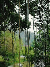 Scenic view of lake in forest