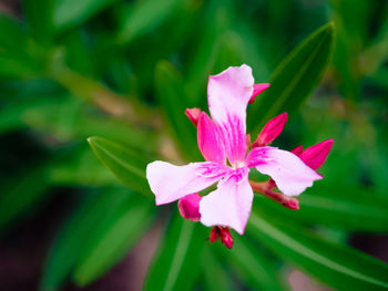 Close-up of pink flowering plant