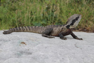 Close-up of lizard on rock