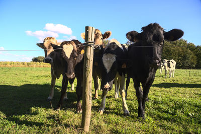 Cows on field