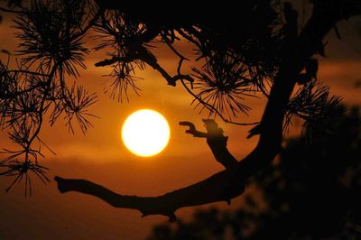 Sun shining through trees