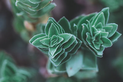 Close-up of succulent plant