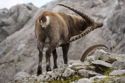 Alpine ibex cratching itself with its horn