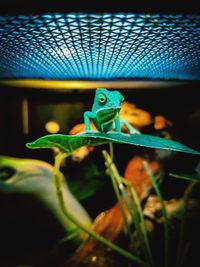 Close-up of lizard on leaf