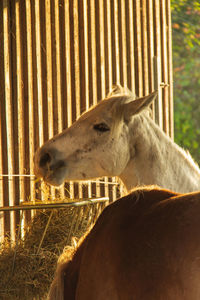 Close-up of a horse on field