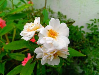 Close-up of white flowering plant