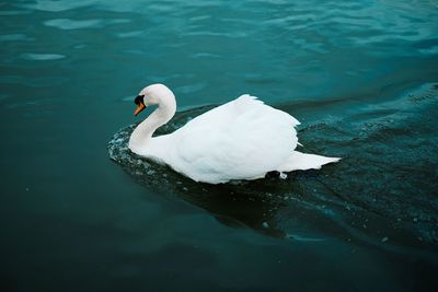 High angle view of white swan swimming in lake