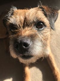 Close-up portrait of dog