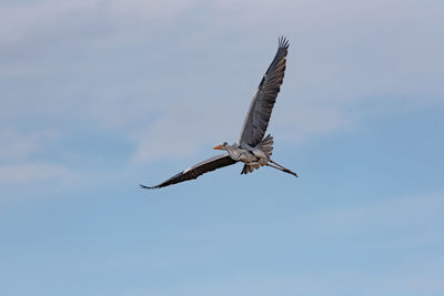 Low angle view of a bird flying