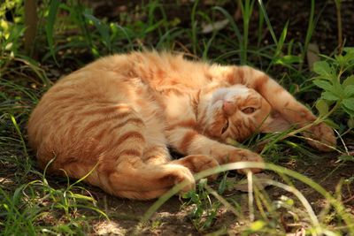 Cat sleeping in grass