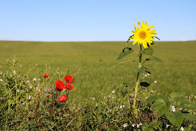 View of flowering plant on field against clear sky in denmark