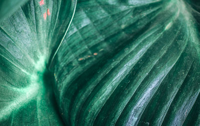 Full frame shot of fresh green leaves