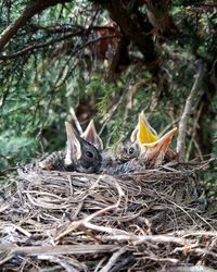 Close-up of young birds in nest