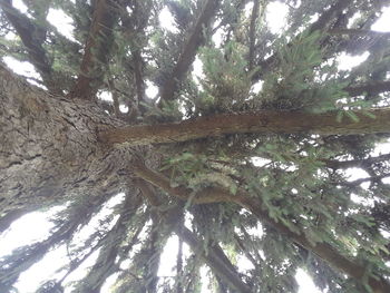 Low angle view of trees in forest