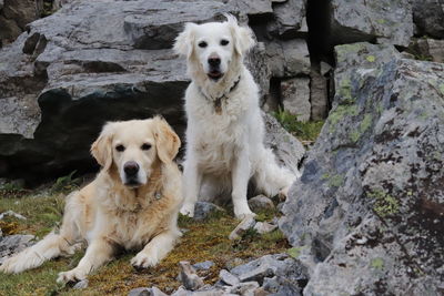 Portrait of dog on rock