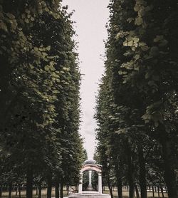 Low angle view of trees against sky