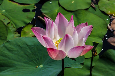 Close-up of lotus water lily in pond