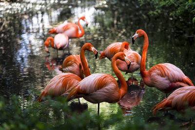 Flamingos in lake