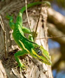 Close-up of lizard on tree