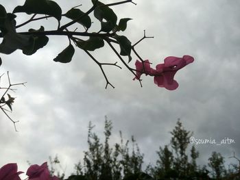 Low angle view of trees against sky