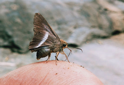 Close-up of butterfly on hand