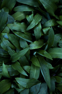 Green leaves background