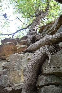 Low angle view of tree on sunny day