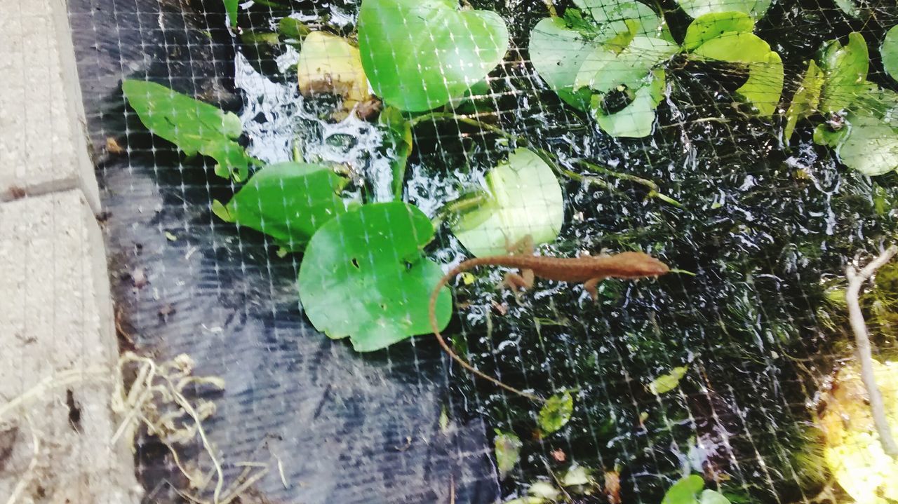 Lizard walking across pond