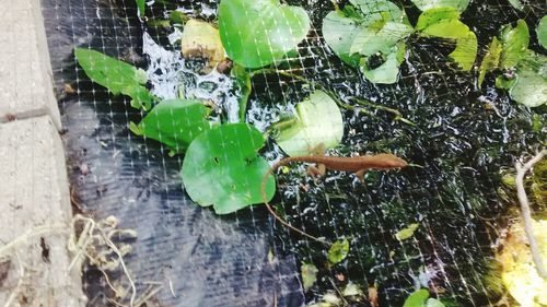 High angle view of lizard on plants