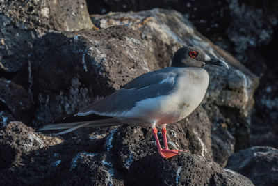 Close-up of bird perching on rock