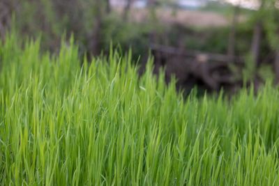 Close-up of grass in field