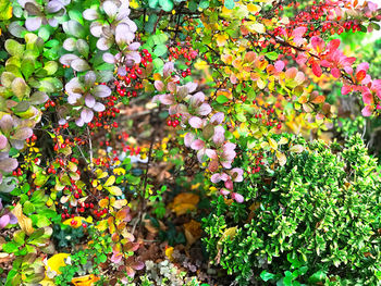 Close-up of red flowering plants